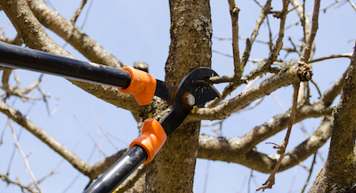 Lubbock tree pruning