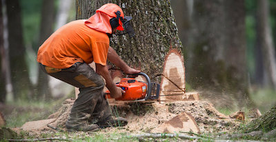 tree removal in Lubbock