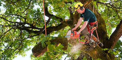 tree trimming in Lubbock